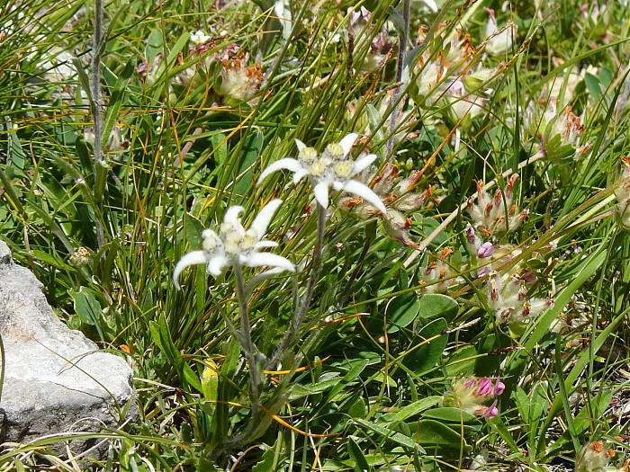 Edelweiss